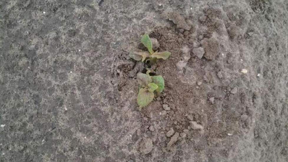 Het pootgoed van Erik Jan Rampen uit Biddinghuizen is al boven gekomen. Het zijn aardappelen van het ras Burren.