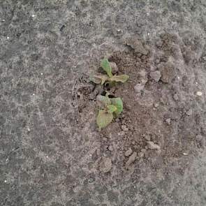 Het pootgoed van Erik Jan Rampen uit Biddinghuizen is al boven gekomen. Het zijn aardappelen van het ras Burren.