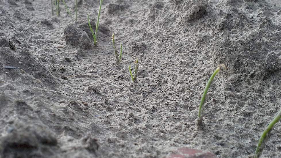 Stuifschade heeft in de zaaiuien van Wim de Witte uit het Brabantse Steenbergen geleid tot plantuitval. ‘Minimaal twee planten per meter’, zegt de akkerbouwer. Bovendien is de groei van de uien vertraagd.