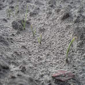 Stuifschade heeft in de zaaiuien van Wim de Witte uit het Brabantse Steenbergen geleid tot plantuitval. ‘Minimaal twee planten per meter’, zegt de akkerbouwer. Bovendien is de groei van de uien vertraagd.