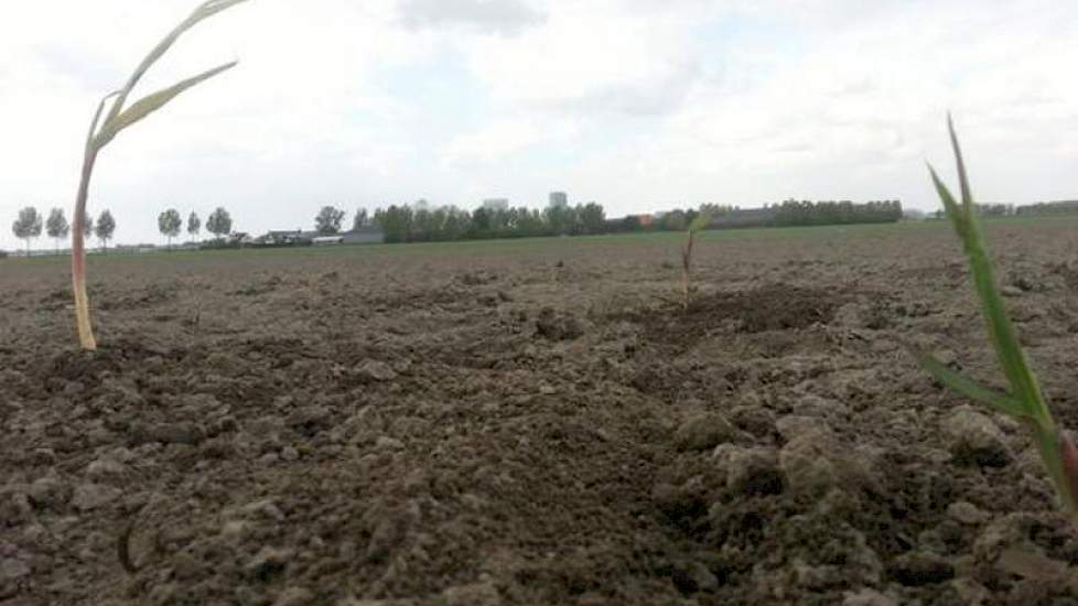 In de buurt van de A4 komt het eerste olifantsgras de grond uit, twittert Miscanthus Haarlemmermeer.