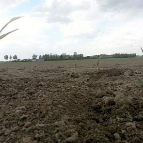 In de buurt van de A4 komt het eerste olifantsgras de grond uit, twittert Miscanthus Haarlemmermeer.