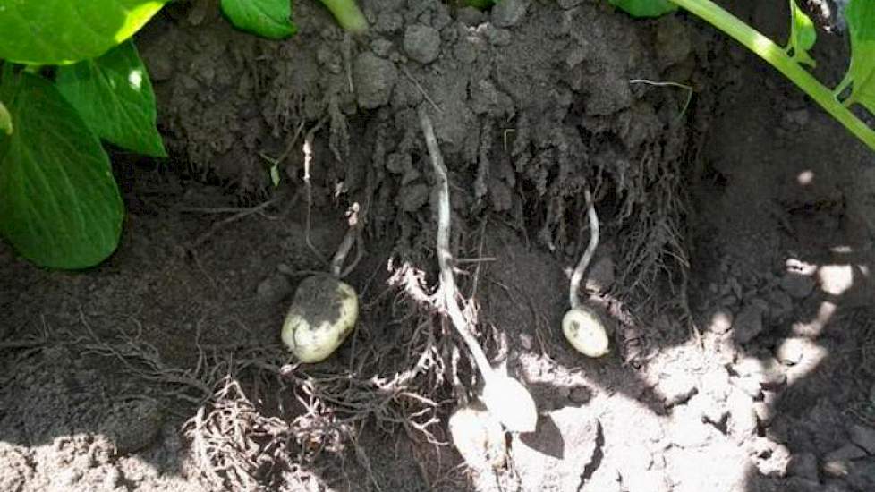 En ook in Laren (Gld.) is de knolaanleg in de Donalds begonnen. Akkerbouwer Henk Wansink teelt zijn aardappelen onder meer voor de huisverkoop. ‘Begin juli nieuwe aardappelen’, vraagt hij zich af.