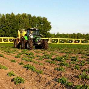 ’s Ochtends heeft Siebring zijn zetmeelaardappelen gespoten. ‘Perfect weertje’, zegt de akkerbouwer uit het Drentse Erica.