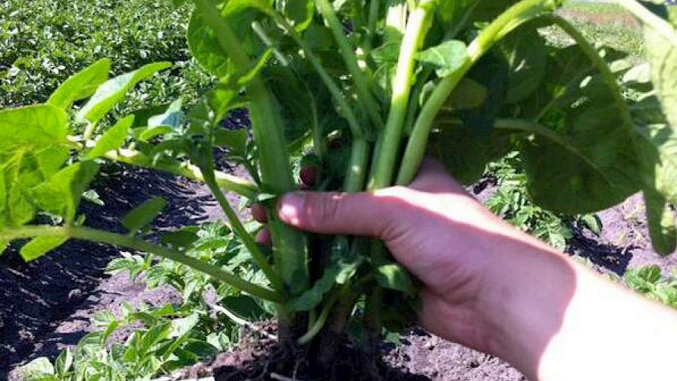 Het TBM-pootgoed van akkerbouwer Jurgen Siebring begint met knolvorming. Het gaat om aardappelen van het ras Axion.