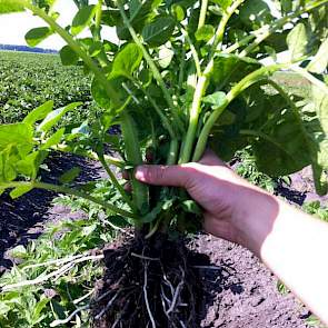 Het TBM-pootgoed van akkerbouwer Jurgen Siebring begint met knolvorming. Het gaat om aardappelen van het ras Axion.