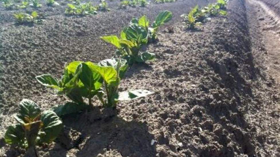 Volgens Arjan Douma uit Bant groeien ook de Carrera Sunlite met dit weer lekker door.