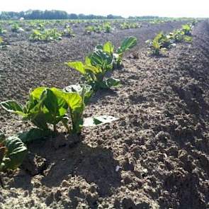 Volgens Arjan Douma uit Bant groeien ook de Carrera Sunlite met dit weer lekker door.