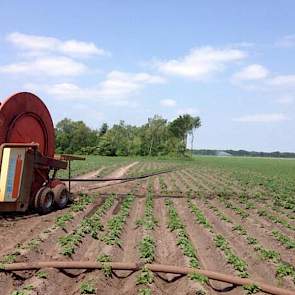 Bij Jacob van den Borne uit Reusel draait de eerste haspel in de aardappelen al weer.