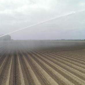 Akkerbouwer Douma uit Bant beregent zijn witlof. Er staan al circa 230.000 boven, twittert Arjan Douma. ‘Maar ze hebben het water wel nodig. We gooien er niet te veel op, maar de grond wordt er wel goed nat van.’