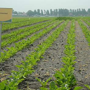 Agrifirm Plant heeft een onkruidbestrijdingsproef aangelegd, waarin is gespoten met bestaande combi’s en nieuwe toevoegingen die nog geen toelating hebben. Het is echter lastig om nu al harde conclusies te trekken, omdat het groeiseizoen te goed meewerkt,