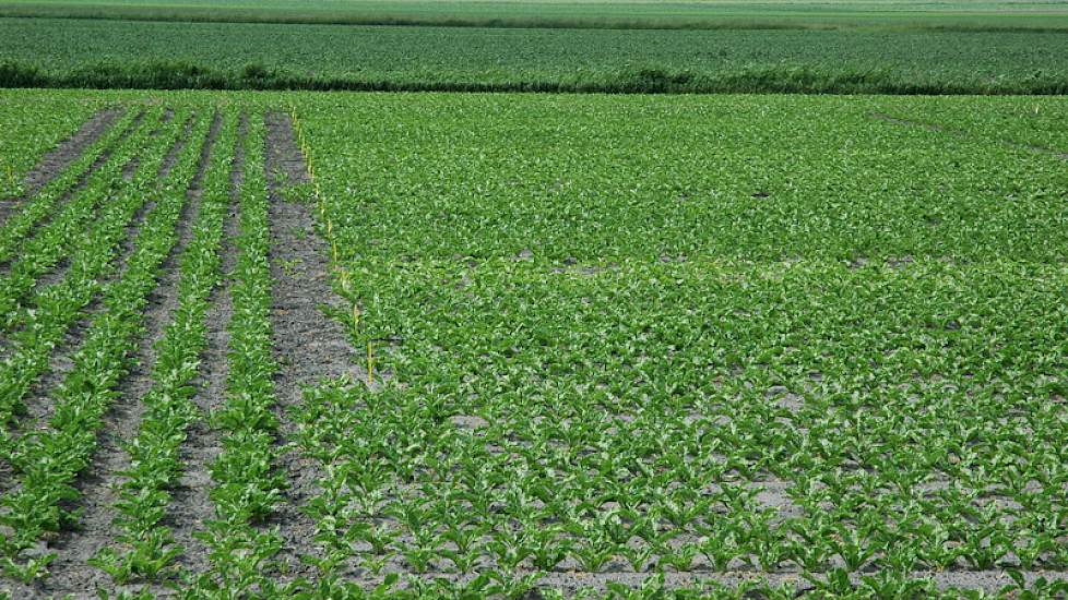 De informatie voor de Aanbevelende Rassenlijst komt van een groot aantal over het land verdeelde officiële rassenproefvelden. Eén van deze zestien velden ligt op proefboerderij ’t Kompas. De rassen zijn objectief met elkaar te vergelijken, doordat ze bij