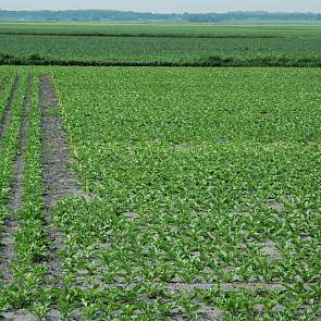 De informatie voor de Aanbevelende Rassenlijst komt van een groot aantal over het land verdeelde officiële rassenproefvelden. Eén van deze zestien velden ligt op proefboerderij ’t Kompas. De rassen zijn objectief met elkaar te vergelijken, doordat ze bij