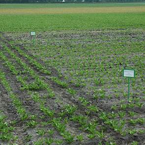 Een goede grondbewerking is mede van invloed op de opbrengsten. In deze veldproef vergelijkt PPO verschillende manieren van grondbewerking, waaronder de vaste tandcultivator met vorenpakker, ploegen met vorenpakker, en spitten. Ook is op deze proefveldjes