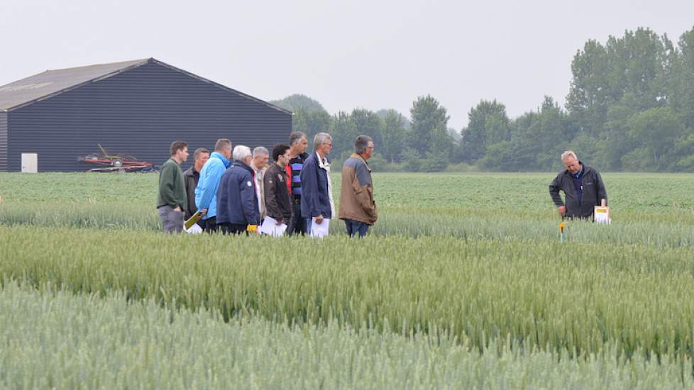 Op het graanproefveld van De Witte Agro ligt een fungicidenproef in drie rassen tarwe.