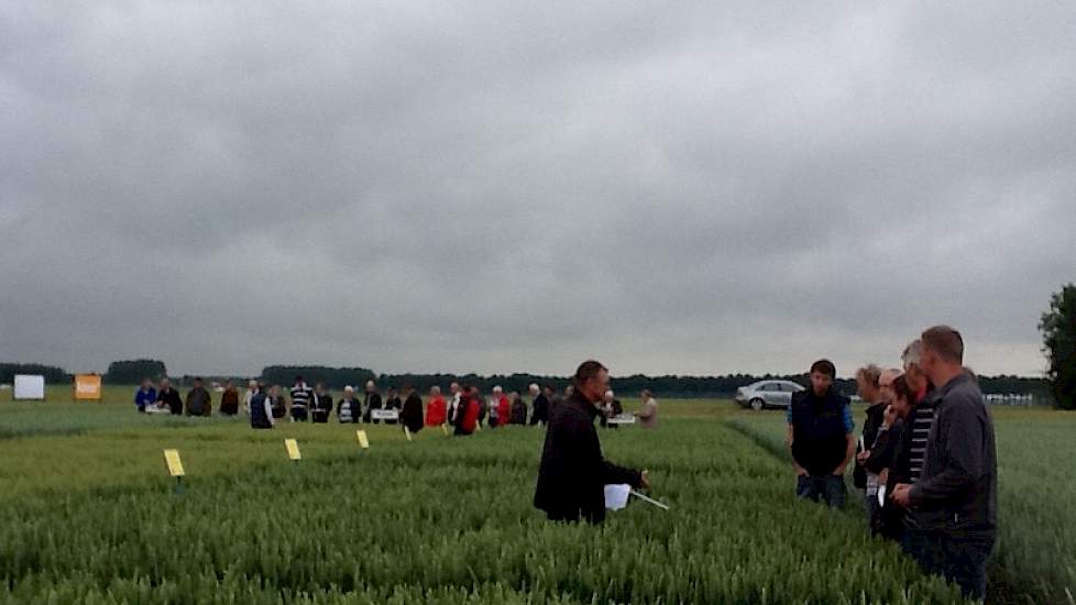 Op het wintertarwe demoveld van Heyboer is Rolf Scholtens van BASF in discussie met telers over de strategie van de ziektenbestrijding. De ziektedruk in de rassen is dit jaar wederom hoog. Dit geldt voor zowel gele roest als septoria. De verschillen tusse