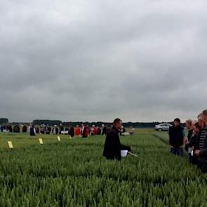 Op het wintertarwe demoveld van Heyboer is Rolf Scholtens van BASF in discussie met telers over de strategie van de ziektenbestrijding. De ziektedruk in de rassen is dit jaar wederom hoog. Dit geldt voor zowel gele roest als septoria. De verschillen tusse