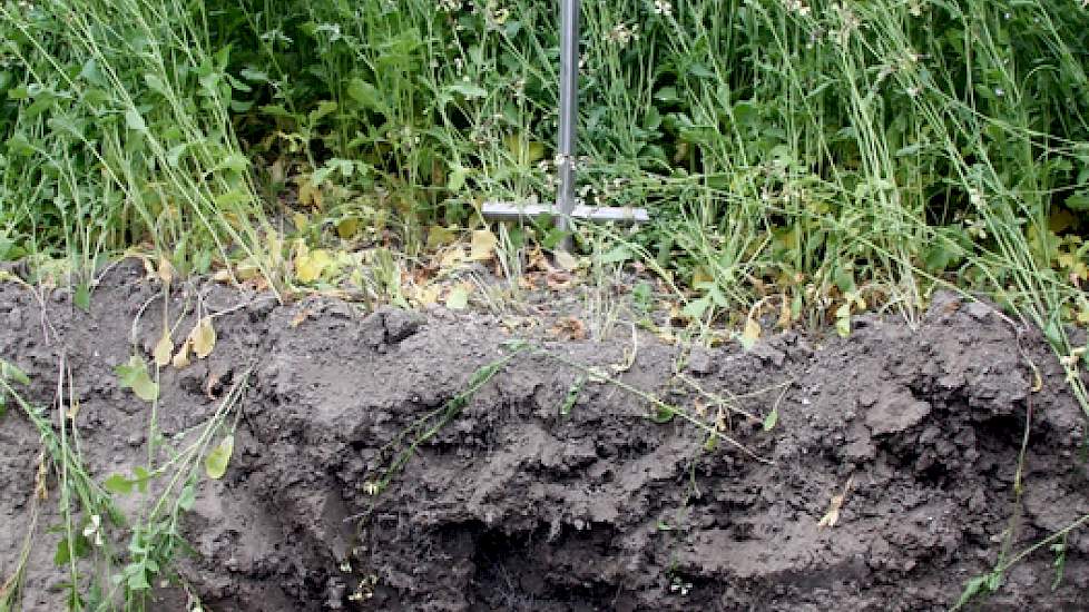 Raketsla zorgt voor heel intensieve maar zwakke beworteling. Is een prima mineralen- en stikstofvanger.