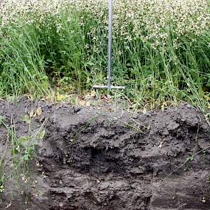 Raketsla zorgt voor heel intensieve maar zwakke beworteling. Is een prima mineralen- en stikstofvanger.