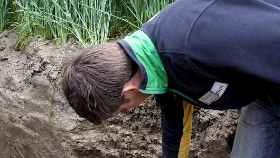 Op 90 centimeter diepte is zichtbaar hoe een fijn tarweworteltje het oude spoor van een worm volgt. "Na tarwe kun je prima uien telen."