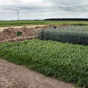 Langs tarwe, gerst en diverse vanggewassen is een kuil gegraven. Zichtbaar overal zijn de ploegzool, de zandlaag en de afzetting van de Zuiderzee.