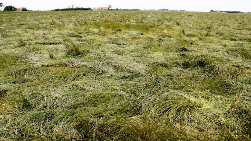 Een perceel graszaad dat platgeslagen is. De verwachting is dat hier nog wel geoogst kan worden, al zal dat een stuk lastiger gaan.