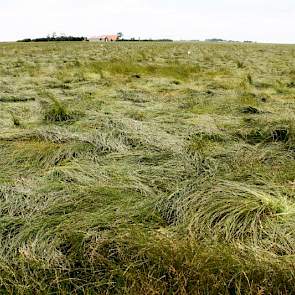 Een perceel graszaad dat platgeslagen is. De verwachting is dat hier nog wel geoogst kan worden, al zal dat een stuk lastiger gaan.