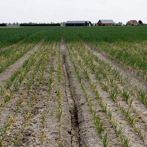 Door de hoosbuien is de bovenlaag van de grond compleet dichtgeslagen. Hierdoor is het water lang blijven staan en gedeeltes van gewassen verrot.