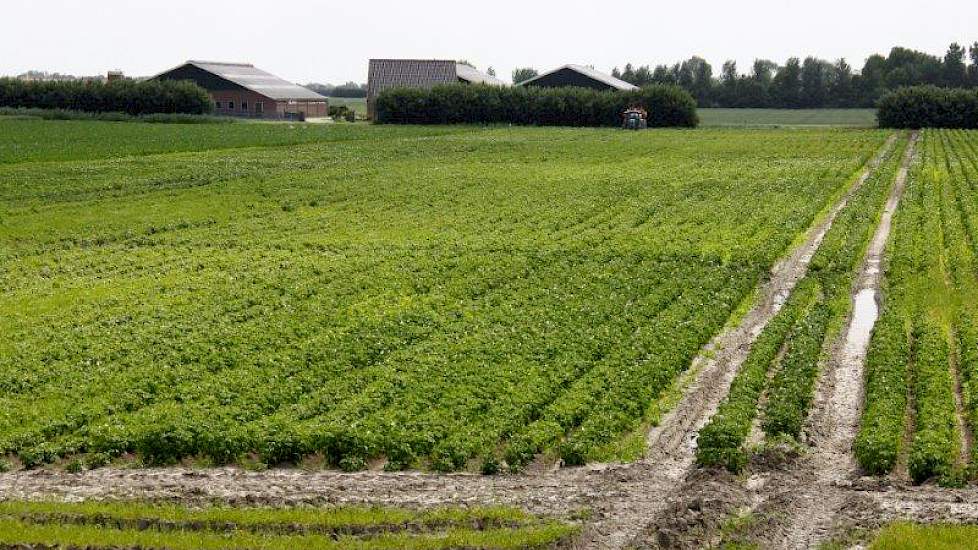 Bij Bil zijn de aardappelen ook getroffen. Daar is een groeiachterstand ontstaan.