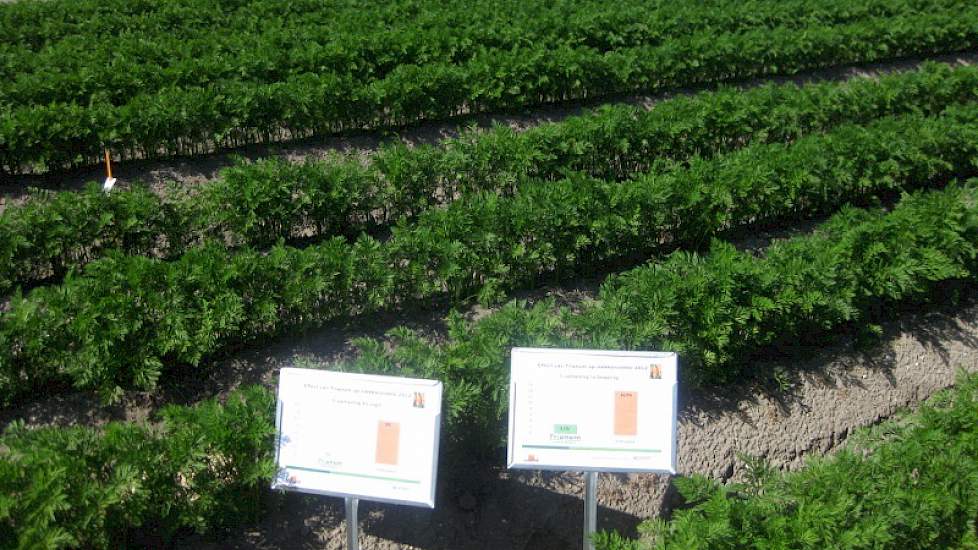 Wortelen behandeld met Trianum. ‘Door Trianum bij het zaaien toe te passen, blijft de nuttige schimmel Trichoderma gedurende het hele groeiseizoen met de wortel van de plant meegroeien. Daardoor wordt in de bewaring vlekkenziekte beperkt’, aldus Nico Hart