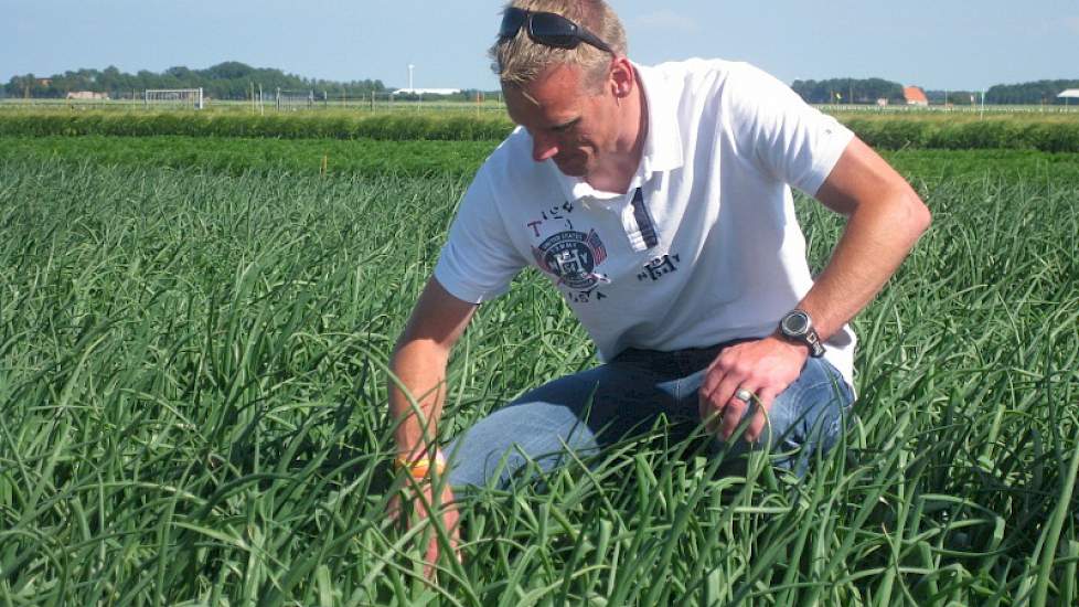 Uienzaadveredelaar De Groot en Slot heeft hoge verwachtingen van het nieuwe uienras Hysky, zegt verkoopleider Jaap Jonker. ‘Dit ras is partieel resistent tegen fusarium. Dat is een aanzienlijke stap voorwaarts.’