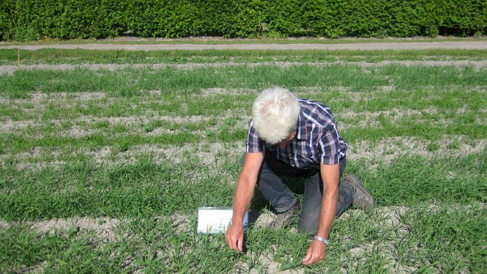 Jan Ros van Innoseeds toont de aanwezigen de voordelen van een goede groenbemester. Japanse haver laat een sterke reductie zien van vrijlevende aaltjes, zo bleek vorig jaar uit een proef in de Wieringermeer.