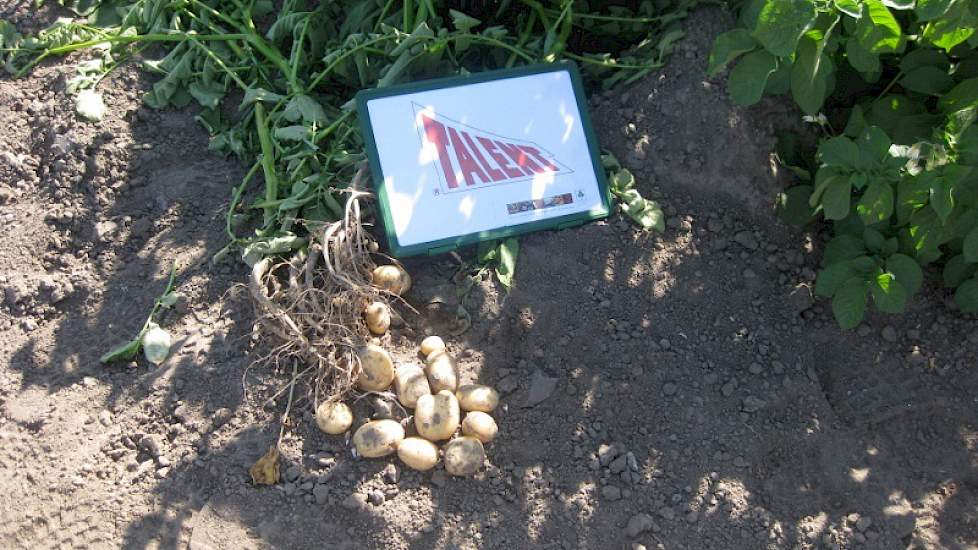 Pootaardappelen van het ras Eurostar geven in Talent-bewaring 3 knollen per plant meer dan pootgoed in de mechanische koeling, aldus Olaf van Campen van Makhteshim.