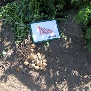 Pootaardappelen van het ras Eurostar geven in Talent-bewaring 3 knollen per plant meer dan pootgoed in de mechanische koeling, aldus Olaf van Campen van Makhteshim.