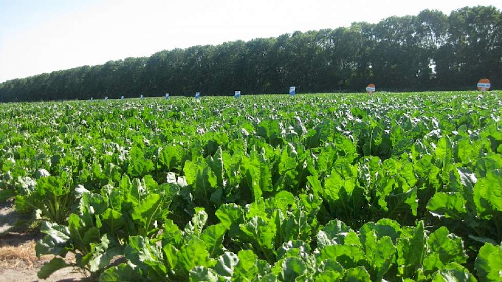 KWS en Strube tonen rassendemo’s van suikerbieten die Rhizomanie en aaltjes-resistent zijn. ‘Telers kunnen nu goede resistente rassen kiezen, zonder in te boeten op de suikeropbrengst’, zegt Ronald Hand van Proeftuin Zwaagdijk.