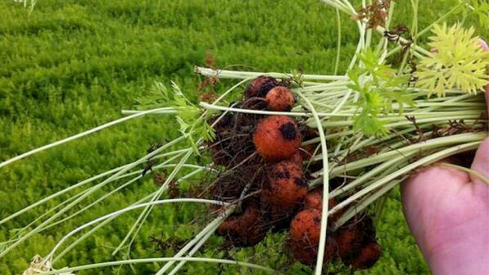 Door de droogte heeft Siebring de wortelen dit jaar meerdere malen moeten beregenen. Rond 10 augustus zijn de wortels opnieuw beregend. Komende week de oogst, vraagt hij zich af op 11 augustus, als hij een bos wortelen uit de grond heeft getrokken.