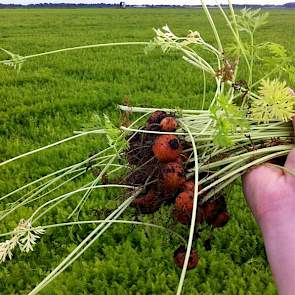 Door de droogte heeft Siebring de wortelen dit jaar meerdere malen moeten beregenen. Rond 10 augustus zijn de wortels opnieuw beregend. Komende week de oogst, vraagt hij zich af op 11 augustus, als hij een bos wortelen uit de grond heeft getrokken.